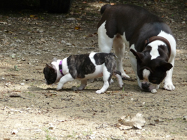 bullytreff